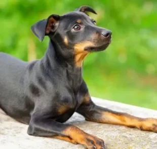 O Pinscher 0 não hesita em mostrar que tamanho não é documento