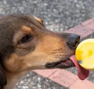 O sorvete de cachorro sempre deve ser oferecido em quantidade moderada e como petisco