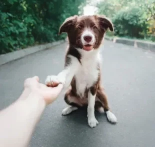 A pata de cachorro é uma parte do corpo sensível e muito importante para os pets