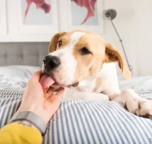 Os motivos porque o cachorro lambe a gente podem ter diferentes significados!