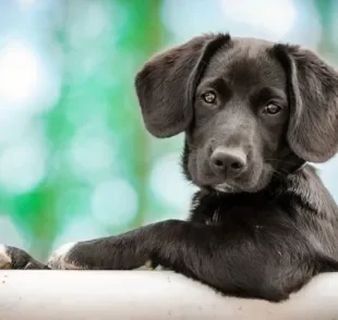 Para saber com quantos anos o cachorro deixa de ser filhote, raça e porte devem ser considerados