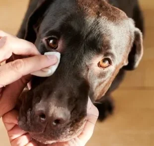 Remela no olho do cachorro pode até mesmo ser verme
