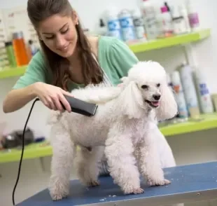  Tosa de cachorro: descubra a melhor opção para o seu pet 