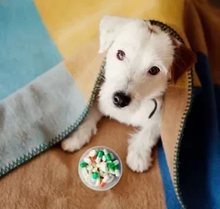 A vitamina para cachorro é um conjunto de micronutrientes necessários para a saúde animal