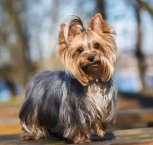 O útero de cadela é um órgão importante para a reprodução dos cães