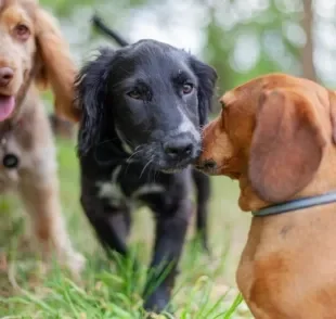 Aprender como socializar cachorros é algo necessário para o bom convivio com os pets