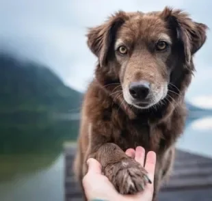 Truques para cachorro: dar a pata é um comando muito procurado e fácil de ensinar