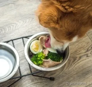 A alimentação natural para cães precisa ser bem equilibrada e diversa.