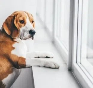 O cachorro com ansiedade de separação enfrenta uma grande dificuldade ao ficar longe do tutor