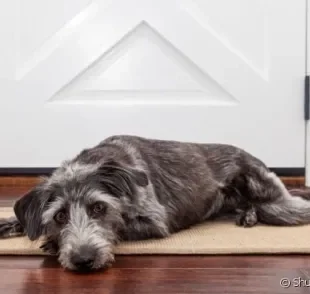 Quanto mais independente seu cãozinho for, menores as chances de ele sofrer com ansiedade de separação quando você sai de casa.