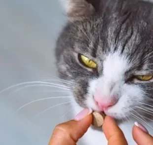 Aprender a como dar comprimido para gato é importante para evitar um gato estressado e agressivo durante o processo