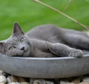 O gato Azul Russo tem uma pelagem cinza macia e bem curtinha