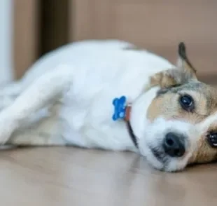 A bicheira em cachorro pode ser prevenida com cuidados básicos de higiene