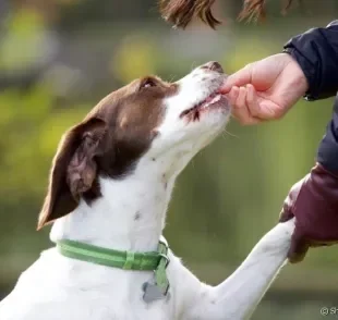 O bifinho para cachorro é uma ótima alternativa de petisco, mas não pode ser oferecido todos os dias