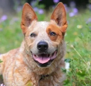  O Boiadeiro-australiano é dividido em dois tipos de cor: Blue Heeler e Red Heeler 