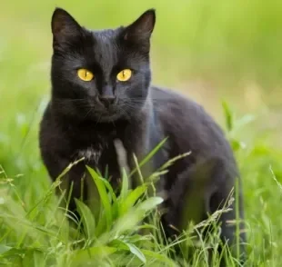 O Bombaim é um gato preto derivado do cruzamento entre o Birmanês e o American Shorthair