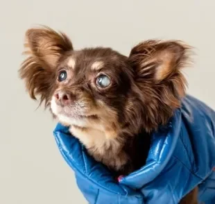 O cachorro cego precisa de um ambiente adaptado e vários outros cuidados no dia a dia