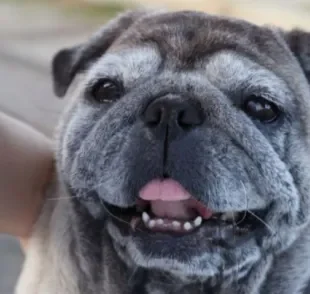 A velhice dos cães tem os pelos brancos como um dos primeiros sinais.