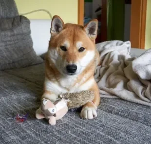  As raças de cachorro japonesas são conhecidas pela pelagem grossa e densa 