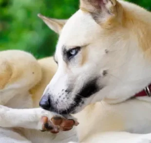  O cachorro mordendo a pata é um indício que tem algo incomodando o animal