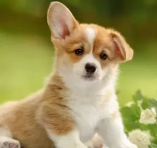 O cachorro surdo precisa de algumas adaptações em casa e na rotina para ter uma boa qualidade de vida