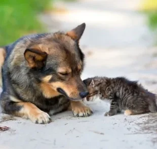 A castração de animais é importante para cuidar da saúde dos pets e diminuir a quantidade de bichinhos abandonados