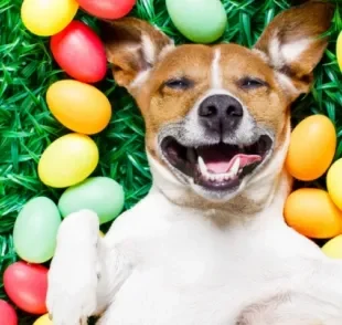 Para o cachorro, chocolate é um dos alimentos mais tóxicos que existe e jamais deve ser oferecido