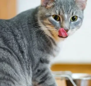 Altura do comedouro de gato deve ser levado em consideração na hora da compra