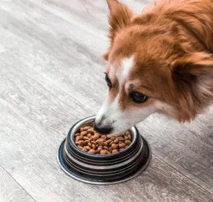  Aprender como fazer o cachorro comer devagar é mais simples do que parece 