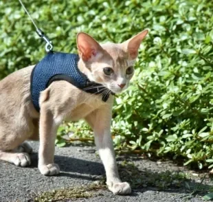 Passear com gato pode ser uma experiência muito positiva, mas requer alguns cuidados