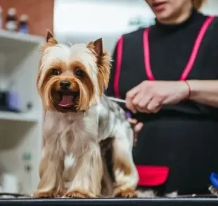 O banho e tosa de cachorro devem ser feitos em um pet shop de confiança