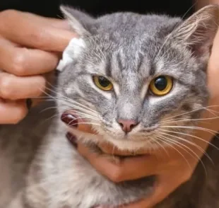 Limpar a orelha do gato deve fazer parte da rotina de cuidados