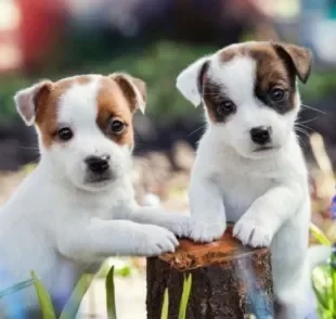 Para diferenciar o filhote de cachorro fêmea do macho, é preciso observar a anatomia do cão