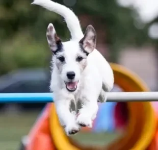 Antes de aprender como treinar um cachorro para esportes é preciso levar algumas questões em consideração