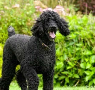 O Poodle gigante pode chegar a 60 cm e pesar mais de 30kg.