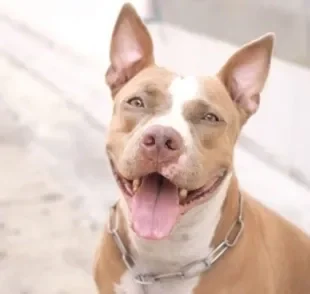 O Pitbull é um cachorro divertido e carinhoso que ama brincar