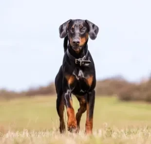 O Doberman é um cachorro com postura imponente, mas não é necessariamente bravo