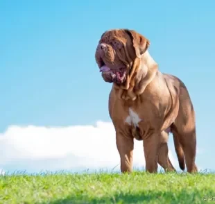 O Dogue-de-Bordeaux é um cachorro fácil de lidar e que tem muita admiração pelos humanos