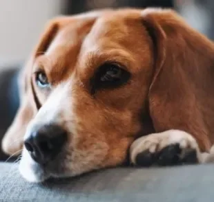 As variações de DST em cachorro são perigosas e podem deixar o animal bastante debilitado