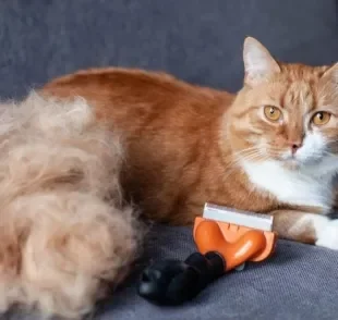 A escova "furminator"remove até os pelos mortos mais dificeis de tirar