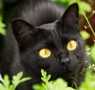  Esporotricose felina é um doença de fácil contaminação 