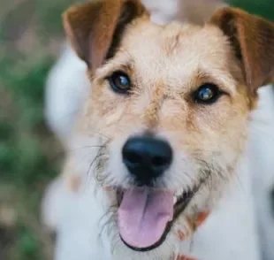 O Fox Terrier é um cachorro pequeno de personalidade marcante