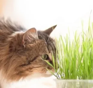 A grama para gatos é associada ao alívio de enjoo, mas o gato comendo grama pode ter outros significados