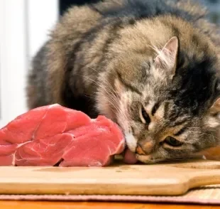 Gato é carnivoro ou herbívoro? Descubra a resposta e saiba tudo sobre a alimentação felina
