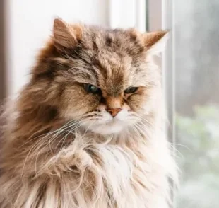 O gato estressado apresenta alterações no seu comportamento e tem mais chances de ficar doente