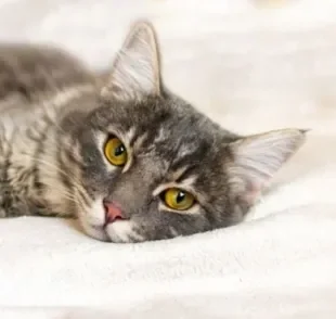  Gato vomitando espuma branca merece atenção 