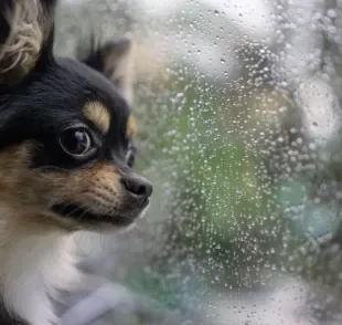 Uma forma de prevenir a leptopsirose canina é mantendo o cachorro em segurança dentro de casa nos dias chuvosos