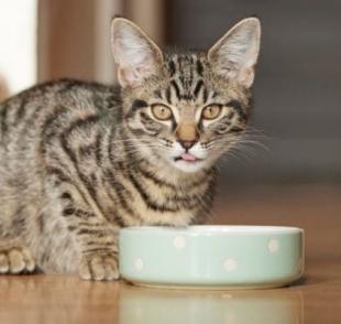 Se o gato não quer comer é importante identificar o motivo por trás da falta de apetite