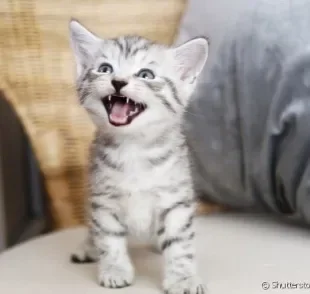 O miado de gato pode significar várias coisas.