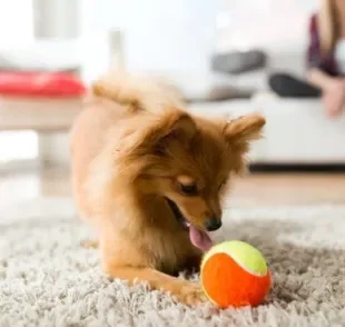 Um brinquedo de cachorro que pode ser usado dentro de casa é a famosa bolinha